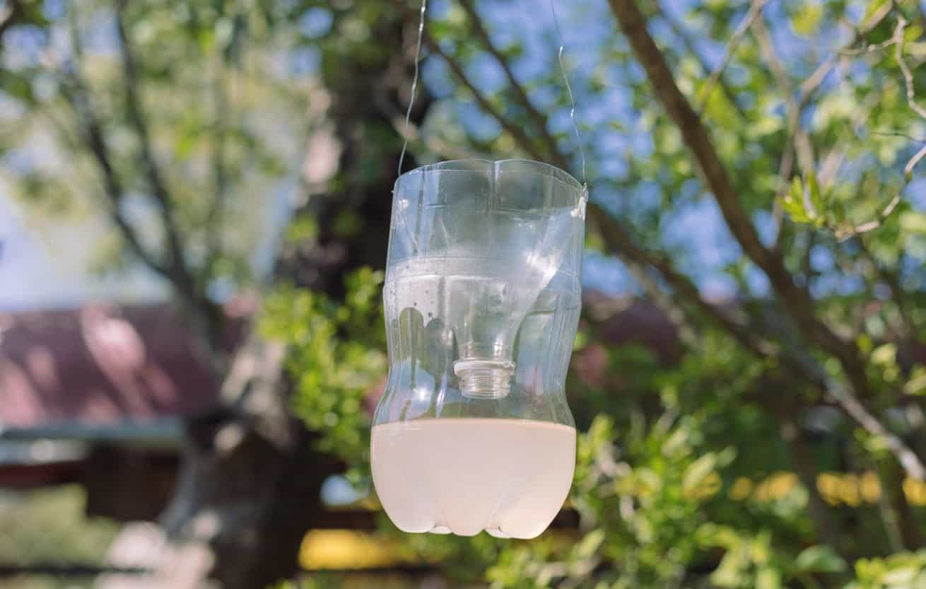 DIY Wasp Trap That Really Works and Other Great Reader Tips