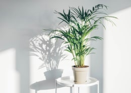 houseplant-on-white-background