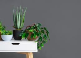 Stylish interior with different houseplants on table over grey wall, copy space