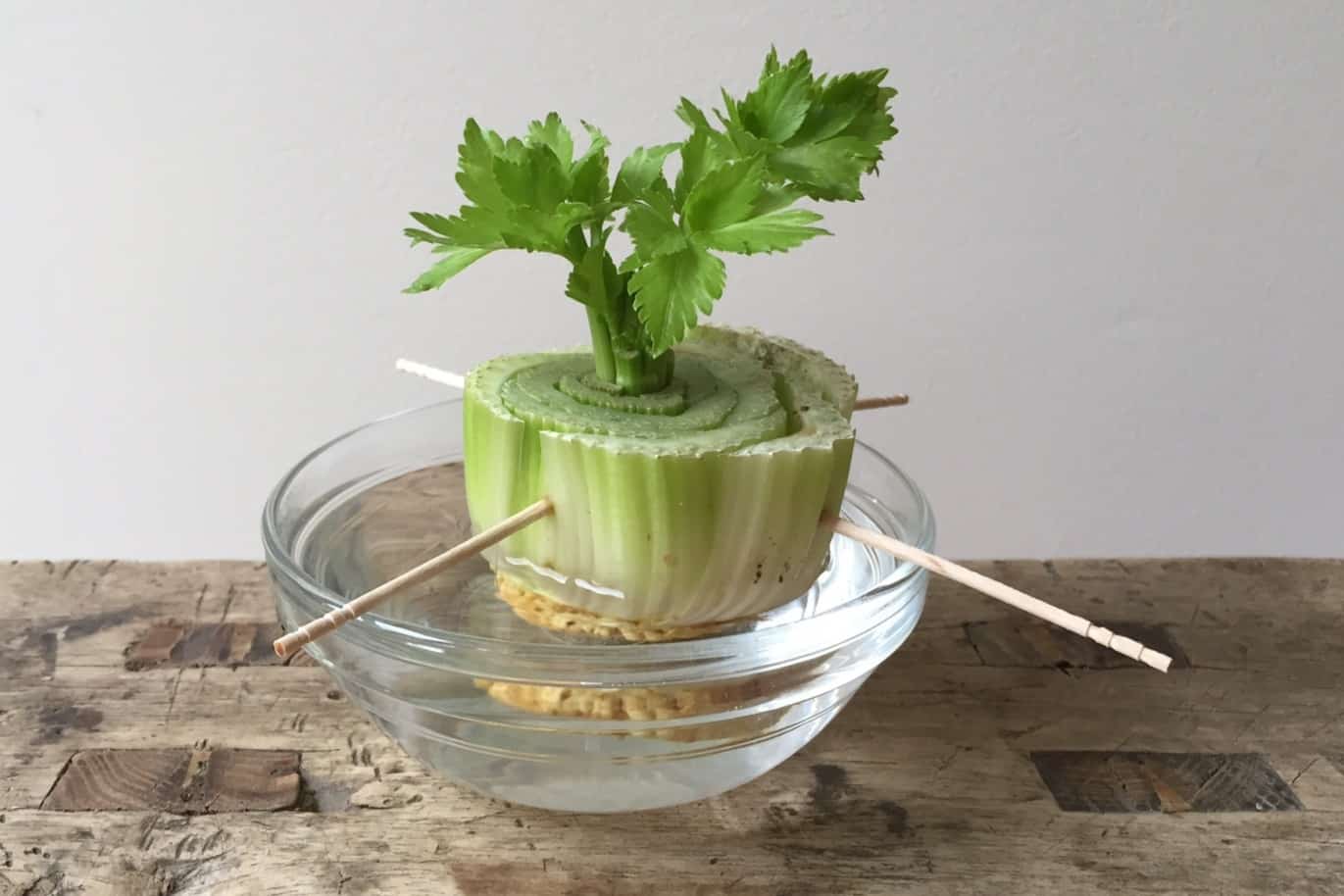 celery regrowing in water photo credit to Vanessa Greaves