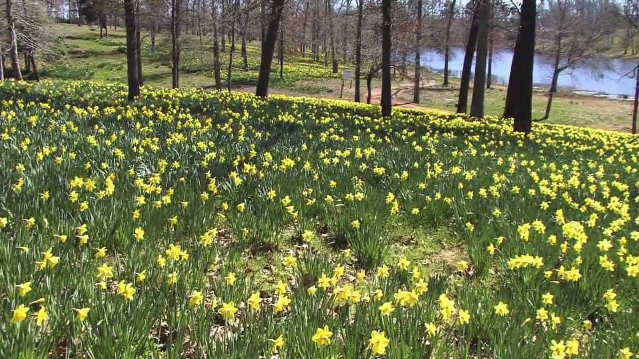 daffodil hillside
