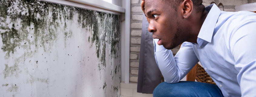 kill mold mildew with nok-out SNiPER