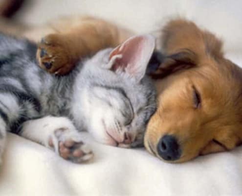 kitten puppy asleep hugging one another