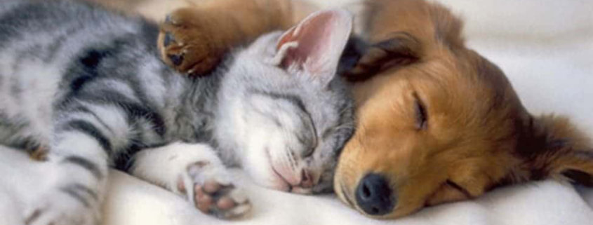 kitten puppy asleep hugging one another