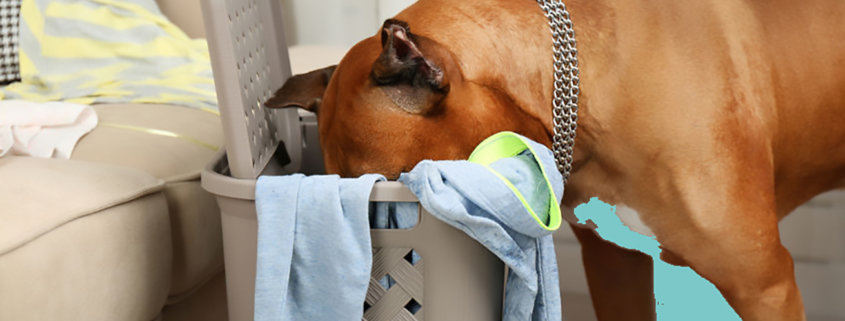 Boxer dog tearing through clothes in laundry room hamper