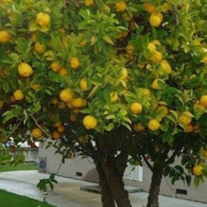A close up of a lemon tree