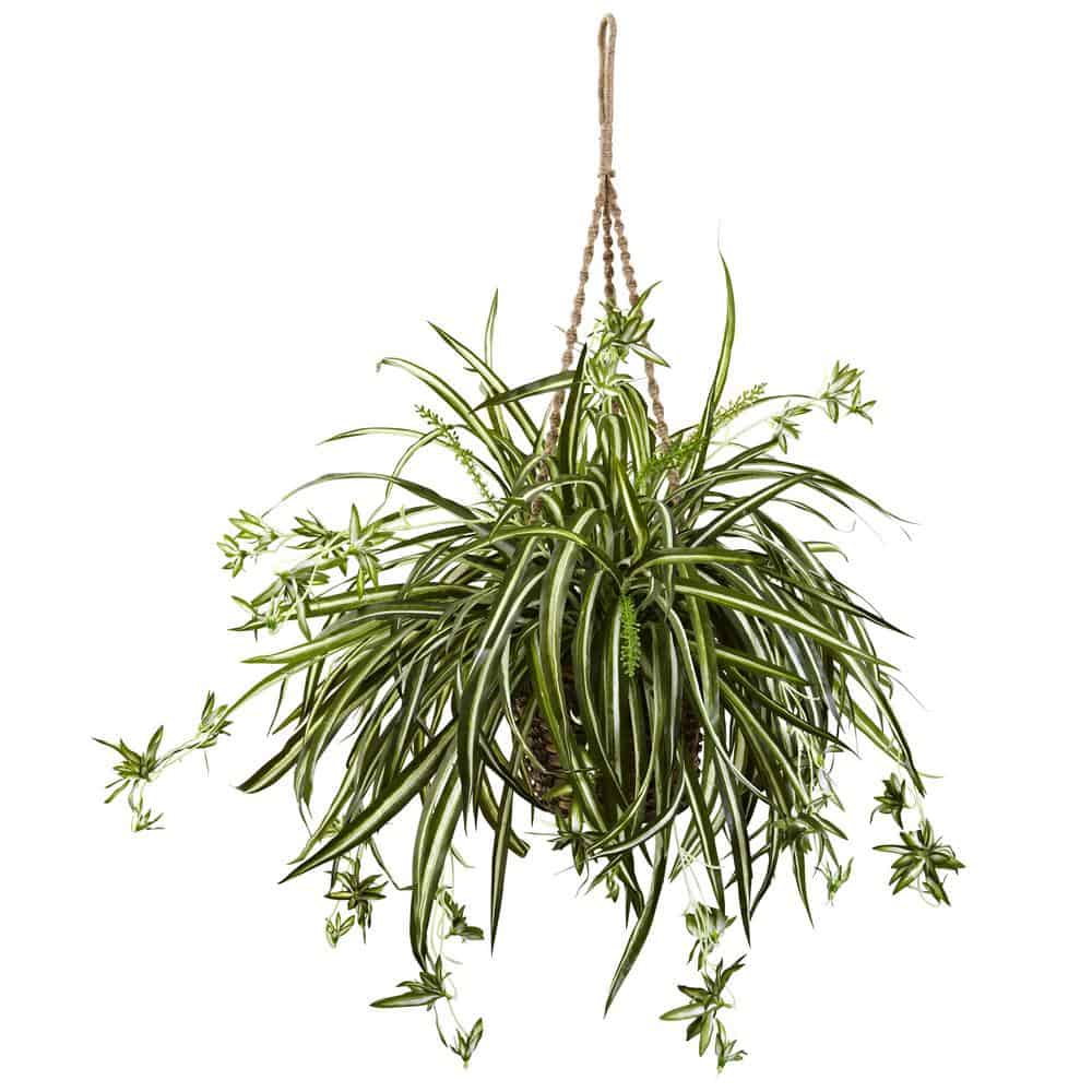 spider plant houseplant that propagates well