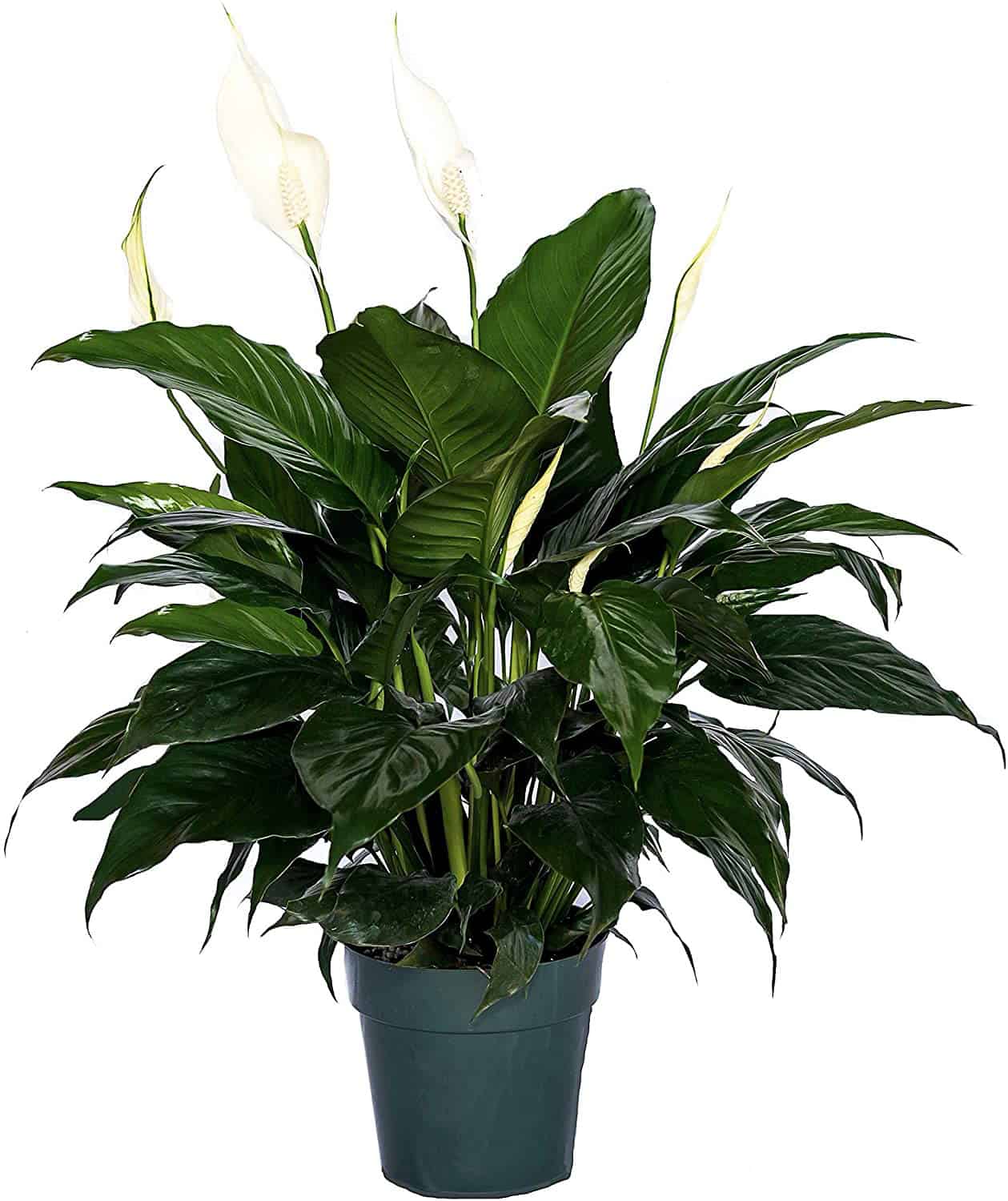 peace lily houseplant that cleans the air