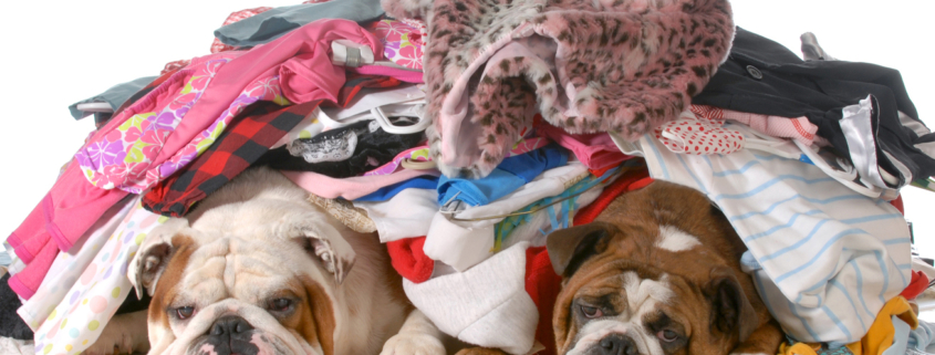 English bull dogs under the laundry