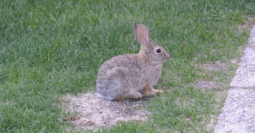 How to Get Rid of Pesky Rabbits • Everyday Cheapskate
