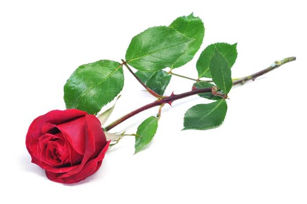  a red rose on a white background