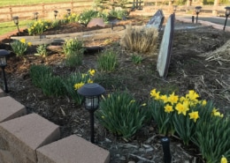 spring garden with daffodils