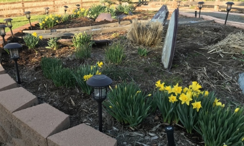 spring garden with daffodils