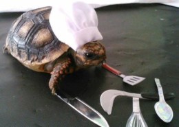 turtle in chefs hat