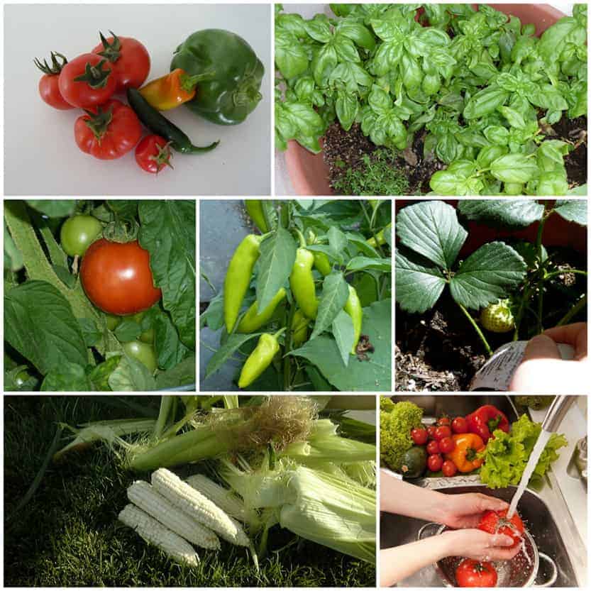 A bunch of different types of vegetables to demonstrate how to store fruits and vegetbles