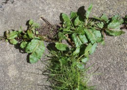 weeds growing in sidewalk crack