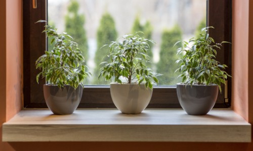 Herbs in plant pots growing on a windowsill