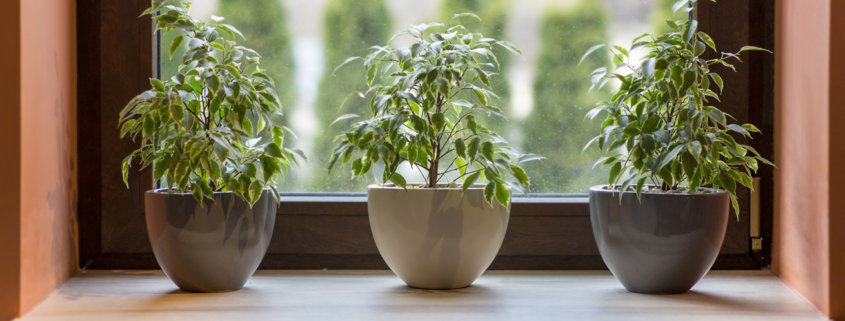 Herbs in plant pots growing on a windowsill