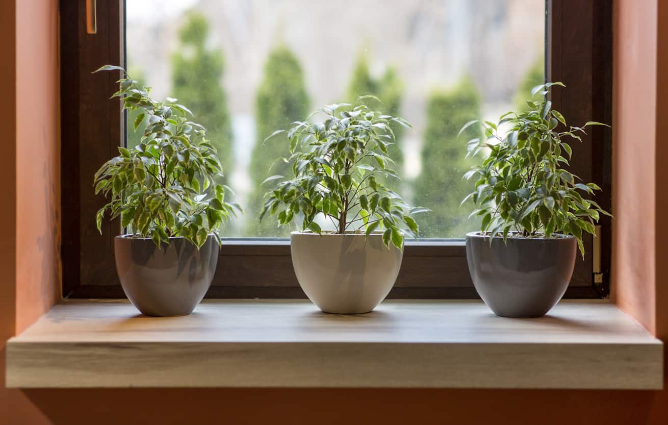 Herbs in plant pots growing on a windowsill 
